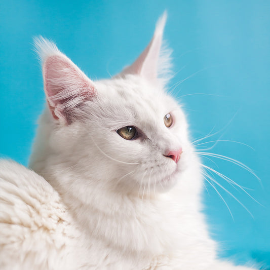 In-Salon Cat Nail Trim