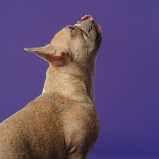 In-Salon Dog Nail Trim