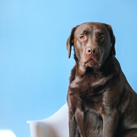 At-Home Full Dog Groom