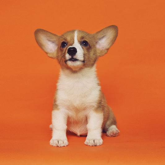 In-Salon Puppy Introduction Groom