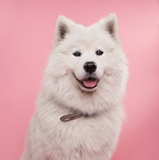 In-Salon Full Dog Groom